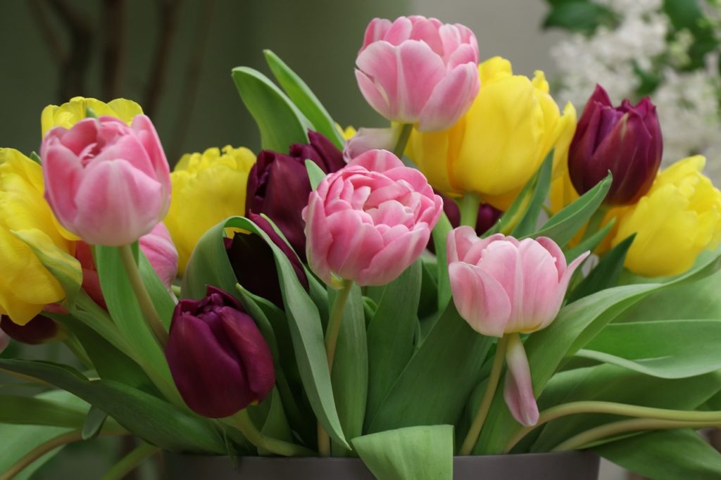 happy mothers day, tulips, tulip-4036622.jpg